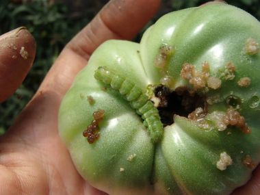 Green Noctua Caterpillar Eating a Green Tomato clipart