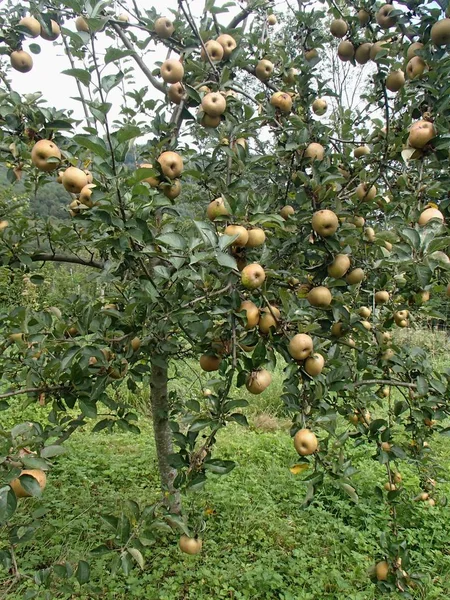 Fruttato di mele caglio nel frutteto biologico — Foto Stock