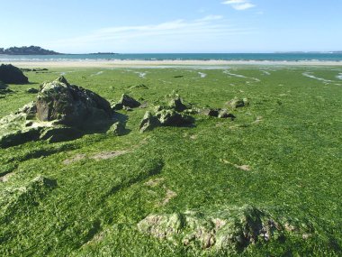Yeşil yosunlar büyüme Brittany kenarı telli