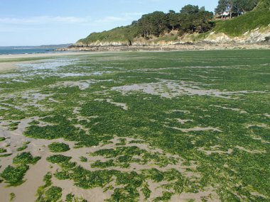 Stranded Green Seaweeds Overgrowth on Brittany Coast clipart