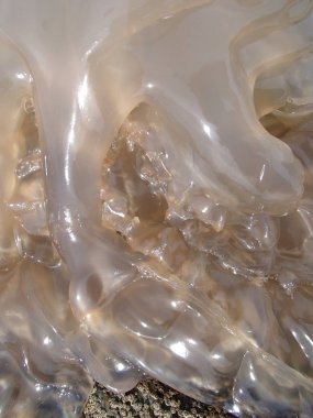 Telli denizanası yakın çekim doku