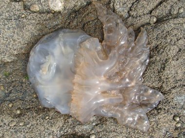 Sahil buzlu telli büyük denizanası