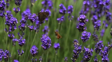 Ağ geçidi denetleyicisi kelebek nektar toplama