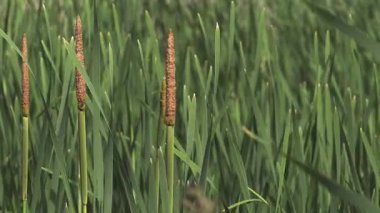 Bitki büyük Reedmace ya da Bulrush, typha latifolia, rüzgarda, gölet Normandy, ağır çekim için