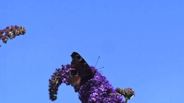 Tavus kuşu kelebek alarak kapalı Buddleja