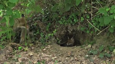 Kızıl Tilki taşıyan Tavşan öldürdü 