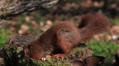 Kızıl sincap, sciurus vulgaris yetişkin fındık ağaç güdük, Normandy Fransa, gerçek zamanlı için arıyorsunuz
