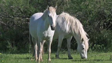 vahşi Camargue atlar