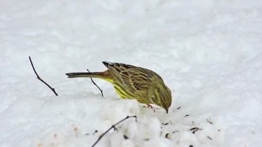 Karda tohumları yemek yellowhammer