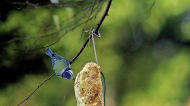 Mavi baştankara, parus caeruleus, Yetişkin uçuşta, yalak, Normandiya, ağır çekim besleme