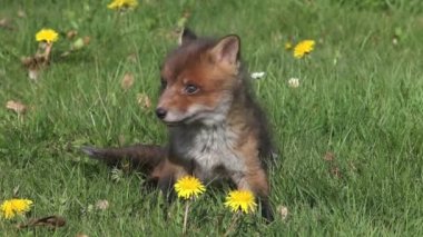 Red Fox çimenlerin üzerinde oynayan yavru