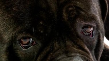 Kamışı Corso, İtalya'dan köpek doğurmak, Yetişkin beyaz arka plan, gerçek zamanlı 4k, hareketli görüntü