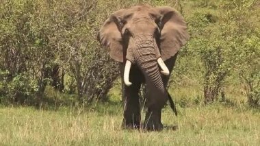 Afrika fili yürüyüş
