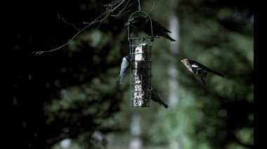 Mavi memeli, parus caeruleus Starling, sturnus vulgaris ile beslenme yalak, ortak ispinoz, uçuş ve iniş fringilla coelebs, yavaş hareket