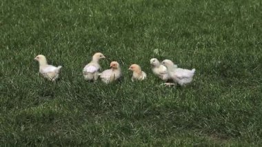 çimenlerin üzerinde duran kızlar