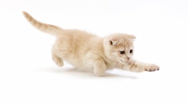 Krem İskoç Fold yerli kedi