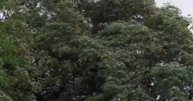 Pollard söğüt ağaçları