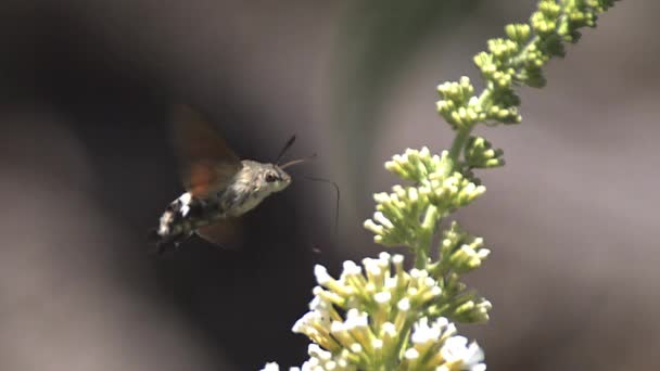 Kolibrie vlinders, Kolibrievlinder, volwassene in vlucht, fladderende vleugels en Feeding op Buddleja of zomer Lila, Vlinderstruik, Normandië in Frankrijk, Slow Motion — Stockvideo