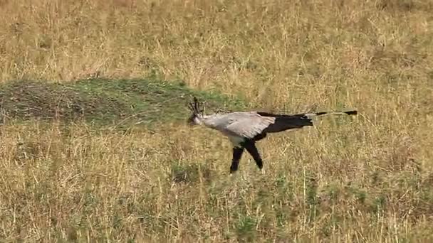 Sekretärsvogel, Sagittarius serpentarius, Erwachsener spaziert durch Savanne, auf Nahrungssuche, Nakuru-Park in Kenia, Echtzeit — Stockvideo