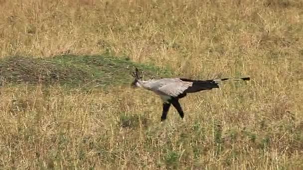 Secretário Bird, sagitário serpentário, Adulto caminhando pela savana, Procurando comida, Parque Nakuru no Quênia, em tempo real — Vídeo de Stock