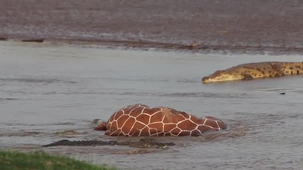 Nile Crocodiles on a Kill — Stock Video