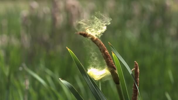 Grande Reedmace ou Bulrush, typha latifolia, pólen libertado da planta, lagoa na Normandia, câmera lenta — Vídeo de Stock