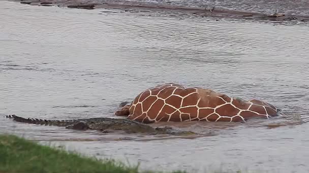 Crocodilos do Nilo em uma matança — Vídeo de Stock