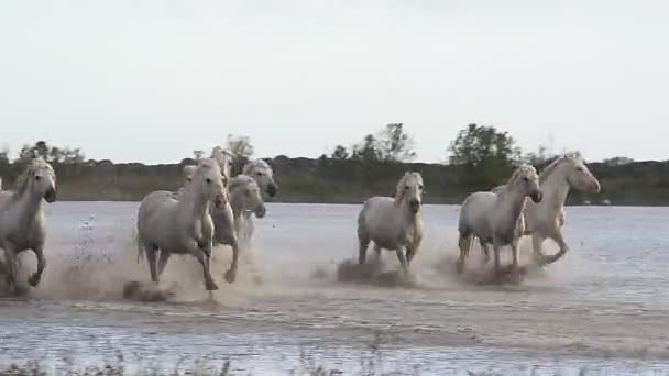 Wildlaufende Camargue-Pferde — Stockvideo