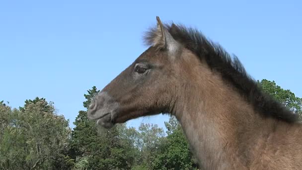 Vilda camargue häst — Stockvideo