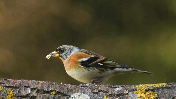 Brambling, fringilla montifringilla, Adult eating Seeds on Branch, Normandia, Tempo real — Vídeo de Stock