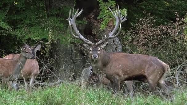 Red Deers in forest — Stock Video