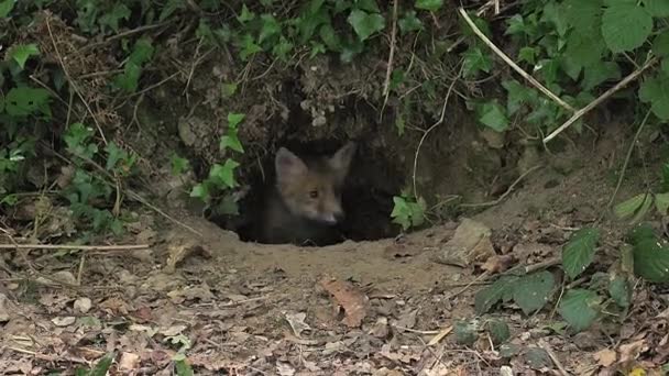 Κόκκινη αλεπού κοντά den είσοδο — Αρχείο Βίντεο