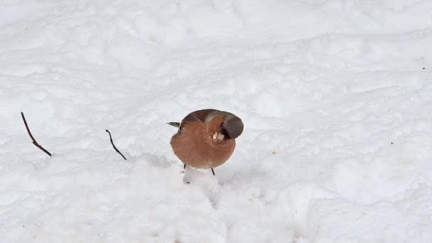 Φρυγίλλος ο άγαμος, fringilla coelebs, αρσενικό έχοντας φαγητό στο κούτσουρο, Νορμανδία στη Γαλλία, σε πραγματικό χρόνο — Αρχείο Βίντεο