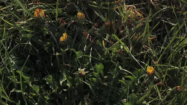 Ouverture des pissenlits communs dans la prairie — Video