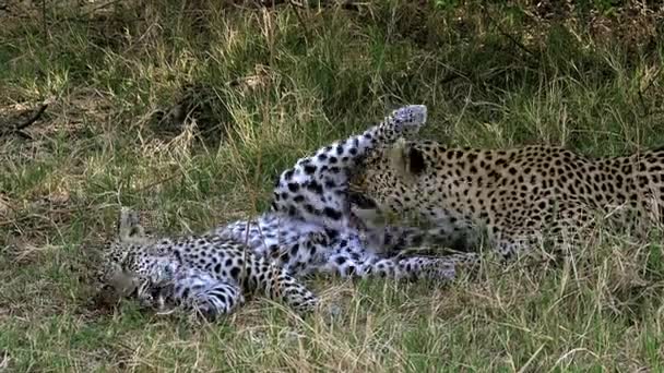 Volwassen luipaarden opleggen van gras — Stockvideo