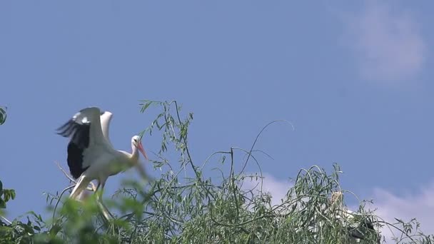 Cigogne blanche, ciconia ciconia, Adulte en vol, Alsace en France, Mouvement lent — Video