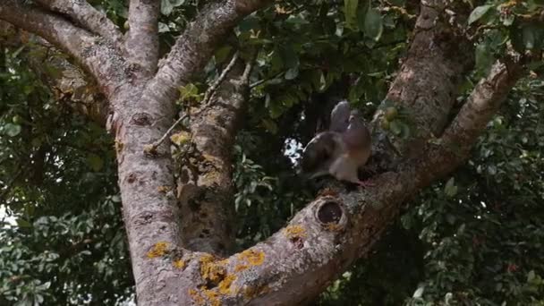 Wood Pigeon Taking off from Branch — Stock Video