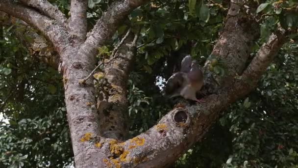 Pombo de madeira decolando da filial — Vídeo de Stock