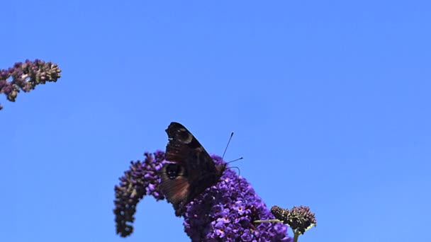 Pfau-Schmetterling hebt von Buddleja ab — Stockvideo