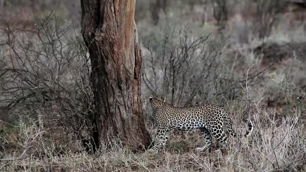 Ενηλίκων Leopard περπάτημα στο Μπους — Αρχείο Βίντεο