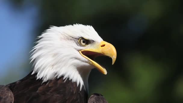 Águila calva Llamando y mirando a su alrededor — Vídeo de stock