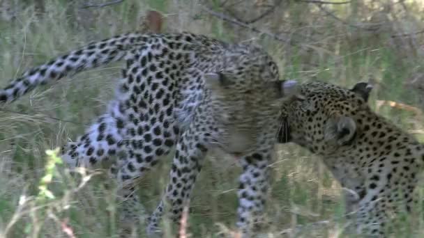 Adult leoparder handpåläggning gräs — Stockvideo