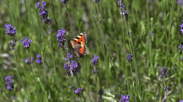 Poortwachter Butterfly Nectar verzamelen — Stockvideo