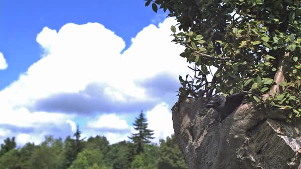 Jackdaw, corvus monedula, Adulte en vol, Décollage d'un arbre, Mouvement lent — Video