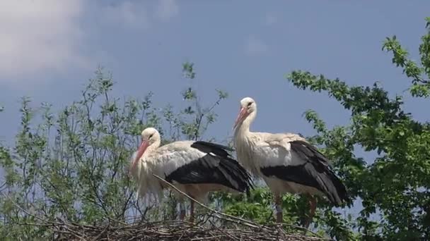 Coppia di cicogna bianca in piedi sul nido — Video Stock
