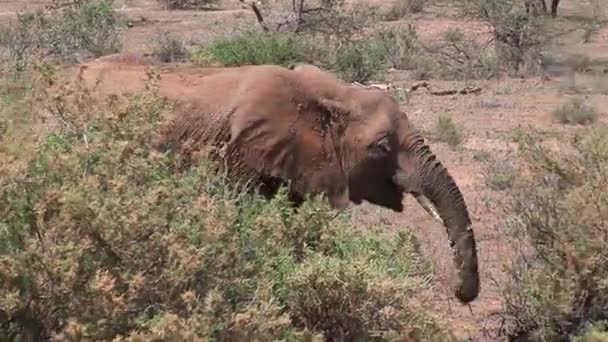 Walking afrikansk elefant — Stockvideo