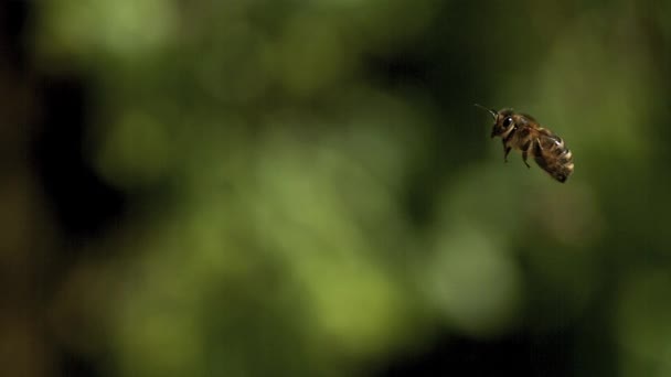 European Honey Bee — Stock Video