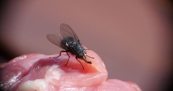 Fliege steht auf Stück Fleisch — Stockvideo