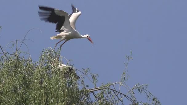 Cegonha Branca, ciconia ciconia, Par em pé no Ninho, um em Voo, Alsácia na França, Movimento Lento — Vídeo de Stock