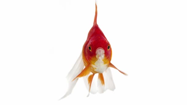 Ryukin Goldfish en blanco — Vídeos de Stock